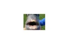 Ryba z ludzkimi zębami