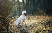 Niesamowite zdjęcia psów spod Poznania