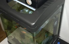 Jak zrobić automatyczny karmnik dla rybek