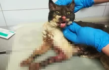 Ktoś podpalił kotkę na Bemowie? Zwierzę nie przeżyło [DRASTYCZNE ZDJĘCIA
