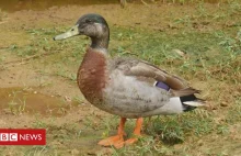 RIP Trevor the 'world's loneliest duck'