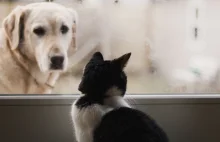 Nie, pies i kot nie zarażą Cię koronawirusem