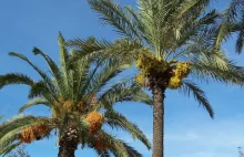 W Izraelu wyrosły palmy z nasion sprzed 2000 lat
