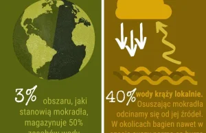 Dlaczego bagna i mokradła są ważne, potrzebne?