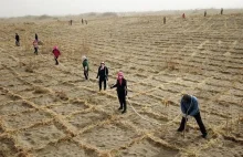 Zielony Wielki Mur - gigantyczny projekt inżynierii ekologicznej