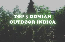 Top 5 odmian outdoor indica | | Świat Zielonych Nowości