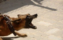 Trzy agresywne psy pogryzły biegacza. Zarzuty dla właścicieli