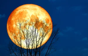 "Śnieżny Księżyc": Kiedy zobaczymy jedną z największych pełni Księżyca?