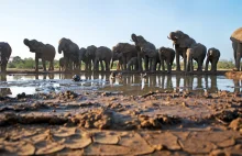Botswana: Władze sprzedają pozwolenia na polowanie na słonie