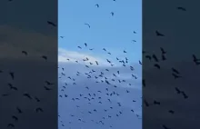 Setki tysięcy nietoperzy atakują australijskie miasto