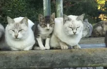 Japończyk z życiową misją pogłaskania wszystkich kotów świata