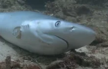 Bestialskie amputacje płetw rekinów. Szokujące wideo