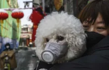 Chiny walczą z wirusem. Psy i koty czeka śmierć