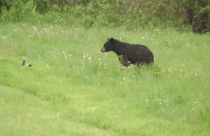 Skunks dezodoryzuje niedźwiedzia