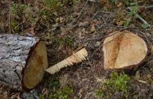 Kornik atakuje. Leśnicy walczą ze szkodnikiem