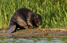 Do końca lutego obowiązuje zgoda na odstrzał bobrów. Ekolodzy alarmują, że...