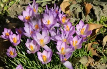 Szafran uprawny (łac. Crocus sativus) – właściwości i zastosowanie