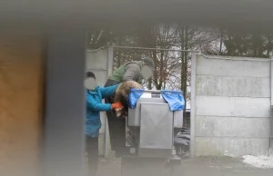 Na fermie w Starej Dąbrowie brutalnie zabijają lisy i jenoty.