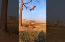 Pies łapie piłkę na drzewie