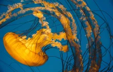 Poparzenia przez meduzy we Włoszech – co robić i na jakie gatunki uważać