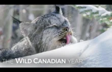 Dziki kanadyjski ryś nawiązuje ciekawą relację z kamerzystą