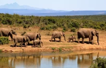 Botswana: Władze sprzedają pozwolenia na odstrzał słoni