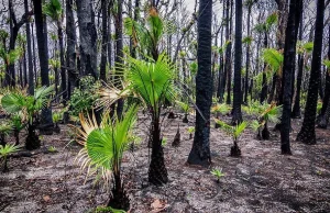 Natura wraca do życia po pożarach w Australii.