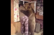 Wsparcie emocjonalne niedźwiedź