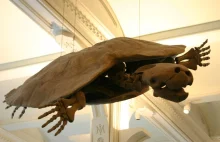 Odkopano prehistoryczną skorupę żółwia o wielkości samochodu - Polsat News