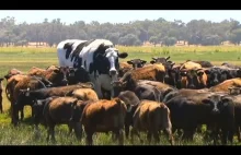 Gigantyczna krowa, która ma 186 cm wzrostu.