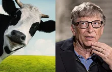 Bill Gates tworzy krowę GMO. Chce powstrzymać wielkie zmiany klimatyczne -...