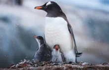 31 magicznych fotografii pingwinów żyjących w Antarktydzie
