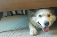 Adoptowany senior doggo, który kocha spać pod łóżkiem