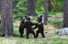 Nauczyciel natrafił na „tańczące” niedźwiadki w lesie w Finlandii