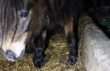 Niewiarygodne jak rolnik zaniedbał kuca. Potrzebna jest pomoc