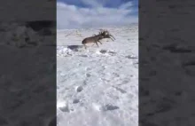 Rozdzielenie dwóch walczących jeleni za pomocą shotguna