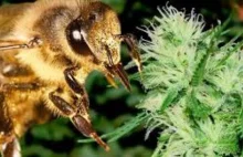 Pszczoły lubią konopie i te rośliny mogą zadecydować o ich przetrwaniu