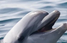 Zagłada delfinów u wybrzeży Francji.