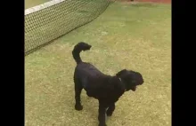 Siatka do tenisa dla psów