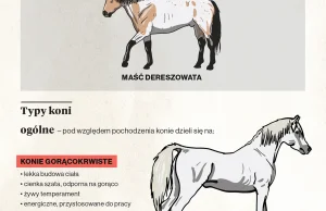 Niezwykła infografika o koniach. Encyklopedia w jednym obrazku!