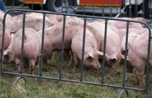 Wypadek ciężarówki z transportem świń | Agro Profil
