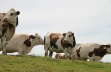 Niemiecki naukowiec obala teorie o wpływie hodowli bydła na zmiany klimatu