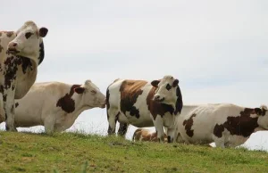 Niemiecki naukowiec obala teorie o wpływie hodowli bydła na zmiany klimatu