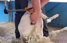 Strzyżenie owcy na "jedno cięcie"