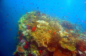 Rafy koralowe znikną za 80 lat?