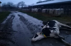 Kolejny przypadek łamania dobrostanu w Niemczech. Chora krowa leżała w...