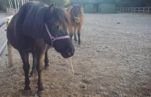 Konie pomagały niepełnosprawnym dzieciom. Ktoś otruł zwierzęta