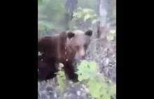 Kopanie niedźwiedzia w tyłek to słaby pomysł