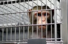 Naukowcy zarazili koronawirusem 18 małp. Testowali eksperymentalny lek