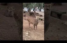 Atak jelenia w Nara, Japonia